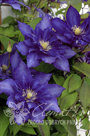 Клематис гибридный Даниель Деронда